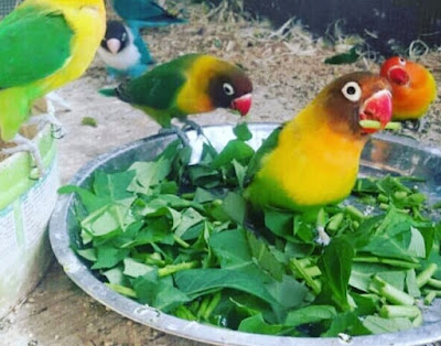 Sayuran Terbaik Untuk Makanan Lovebird Kesayangan Anda