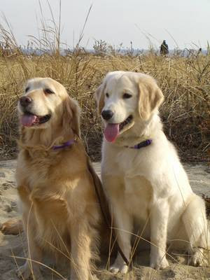 golden retriever dog. Golden Retriever Dog Breed