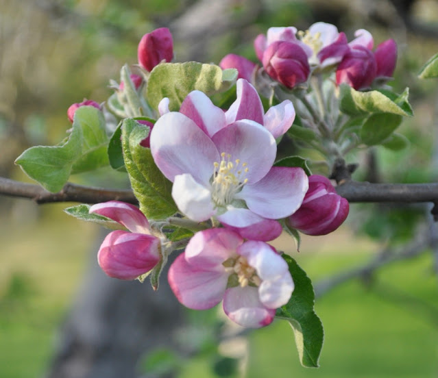 Pink and white apple blossoms