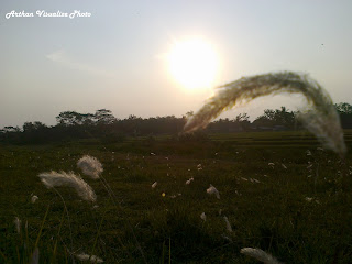 sunset in meadow