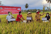 Bupati Minut JG Panen Padi Sawah Bersama Pemdes Talawaan