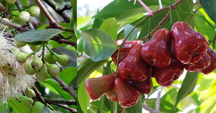 Cara Mengatasi Bunga Jambu Air Yang Sering Rontok