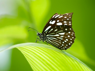 beautiful butterfly