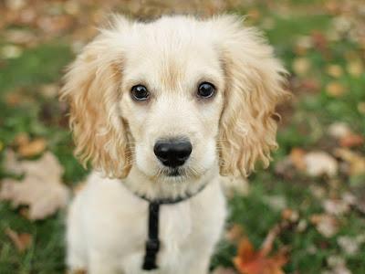 American Cocker Spaniel Dog