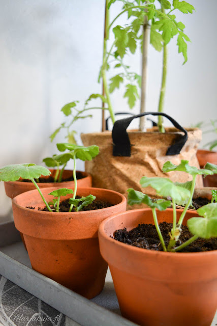 Kodin kukat kevät 2018 pelargoni taimet