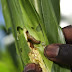 La FAO presenta una guía para luchar contra el gusano cogollero del maíz en África
