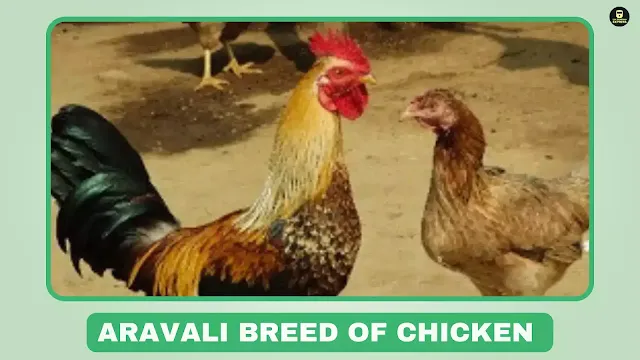 Aravali chicken, dual purpose chicken, meat and egg chicken, poultry breed, Gujarat chicken, Banaskantha, Sabarkantha, Aravalli, Mahisagar