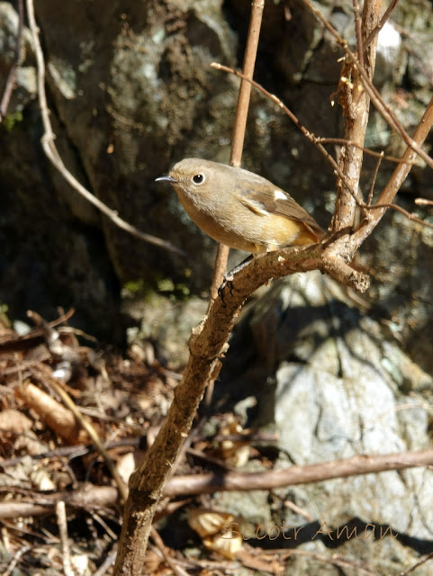 Phoenicurus auroreus