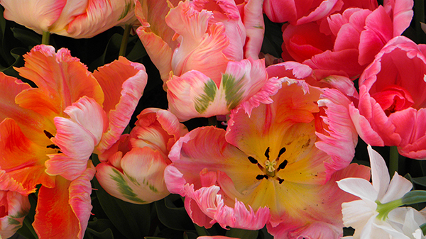 Parrot Tulips in a Variety of Colors