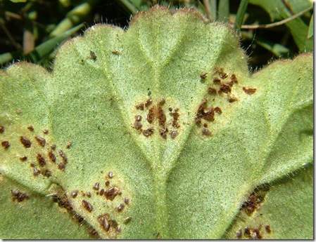 Fungus-Puccinia pelargonii-zonalis-cu-02-05-07