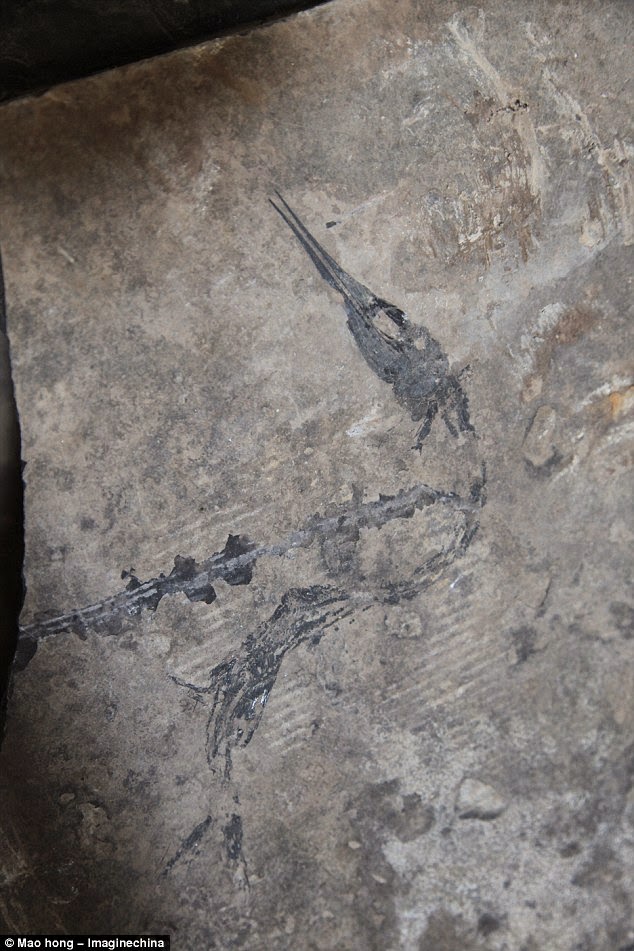 Penemuan, Fosil, Naga, Laut, Berusia, 247, Juta, Tahun, Di, China