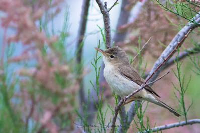 Eastern Olivaceous Warbler