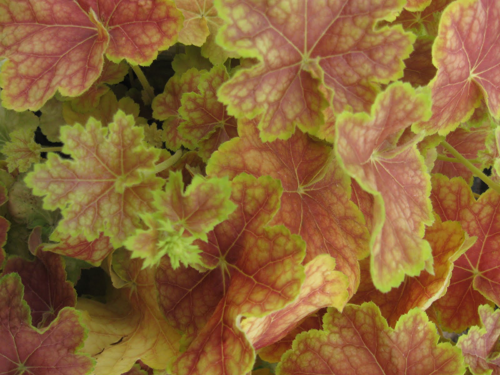 Tiramisu tiramisu heuchera Heuchera