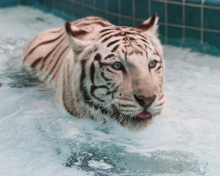 White Tiger in Water wallpaper