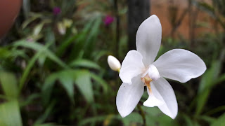 Ground Orchid white