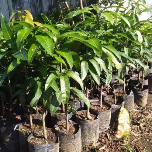 bibit pohon mangga red emperor menghasilkan buah berkualitas Jawa Barat