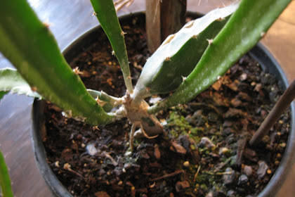 How To Plant Dragon Fruit Cutting
