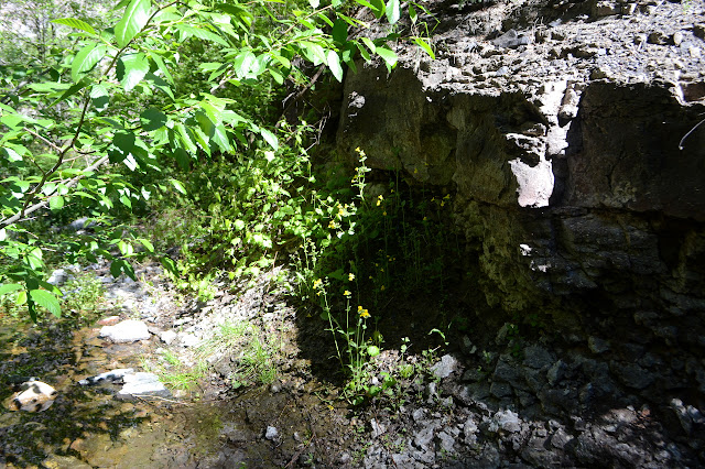 seep with columbines growing