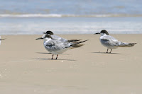 Common terns, nonbreeding plumage Rio Grande do Sul, Brazil by Claudio Dias Timm