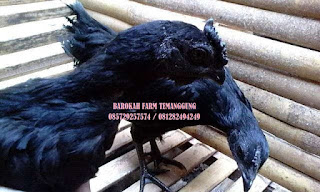 Ayam Cemani Temanggung