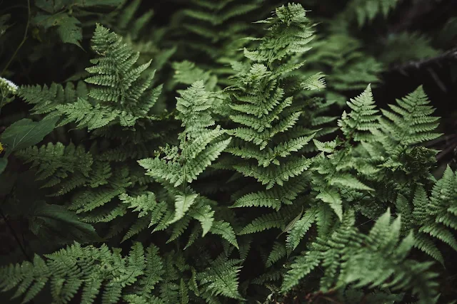 Ferns