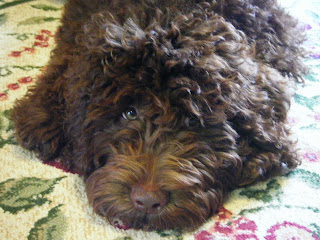 Alfie resting with his chin on the rug, eyes looking up soulfully