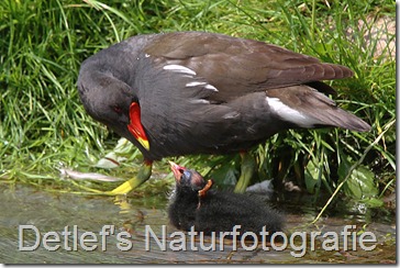 teichhuhn