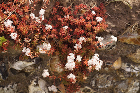 Summer flowers at Caste Acre Priory