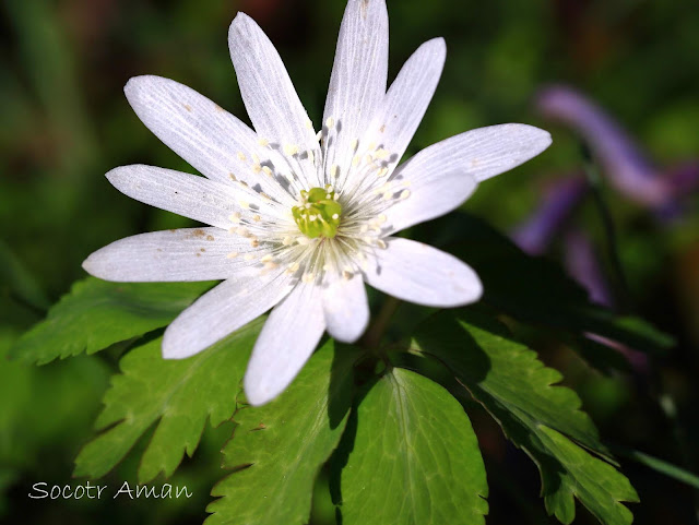 Anemone pseudoaltaica