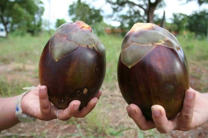 Mengenal Siwalan di Bali Pohon Serbaguna nan Bermanfaat