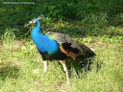 birds-walking-in-the-forest-wallpapers