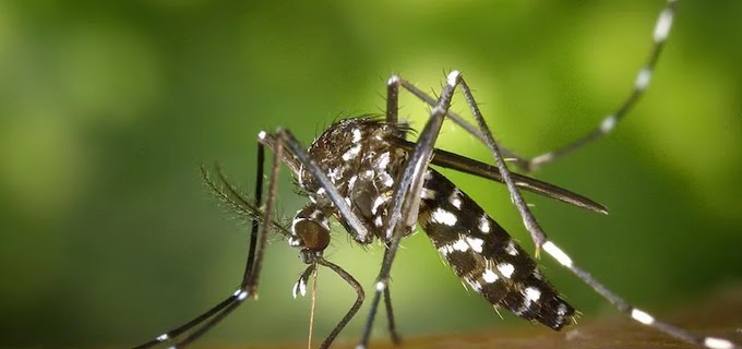 Sobe para 14 número de mortes por dengue na Bahia