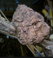 Anim Agro Technology: POKOK DEDALU