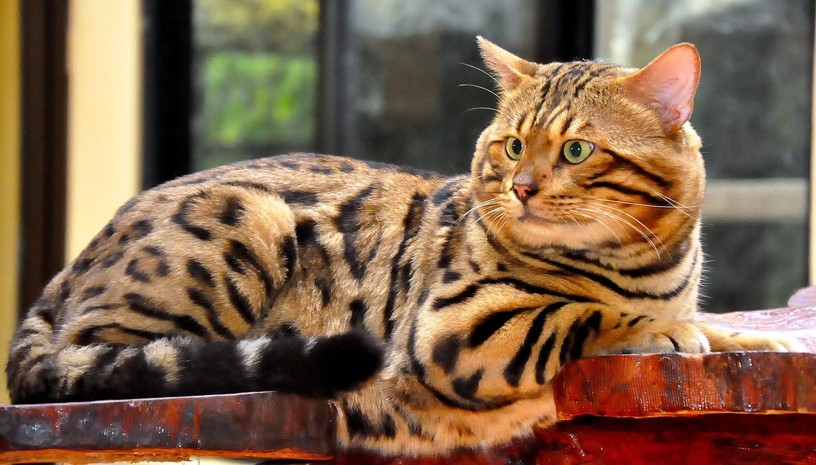 Kucing Bengal, Memelihara Macan Kecil di Rumah. - MAJU JAYA