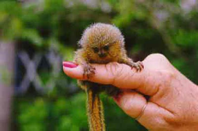 Finger Monkey Seen On www.coolpicturegallery.us