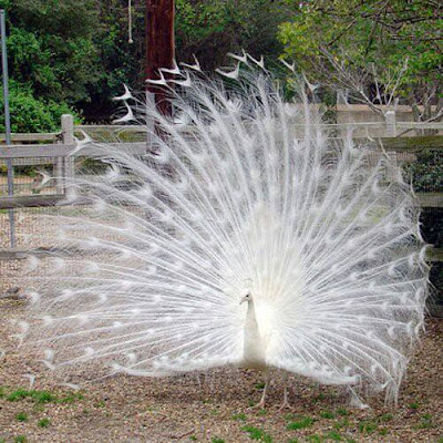 Dancing Peacock imagesoflove