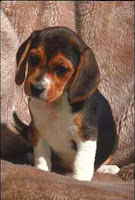 Beagle puppy