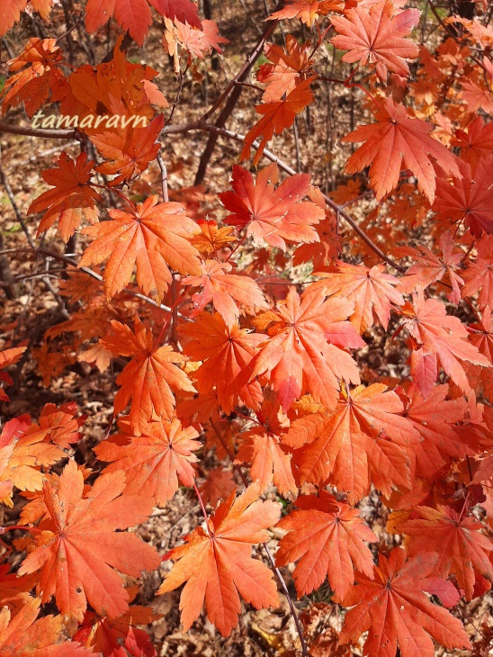 Клён ложнозибольдов (Acer pseudosieboldianum)