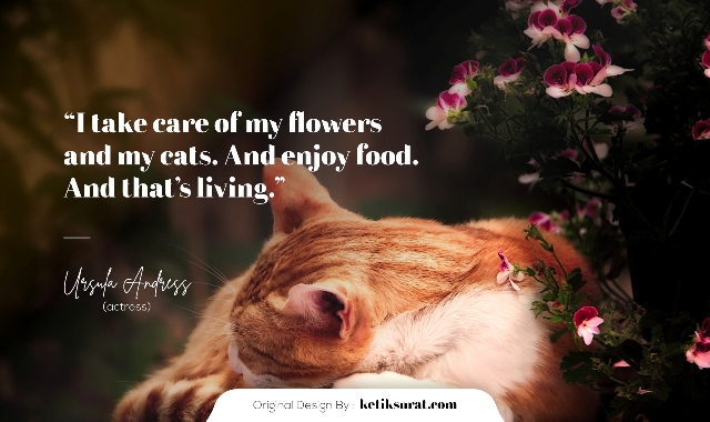 50 Quotes Bahasa Inggris About Cat dan Artinya - Ketik Surat