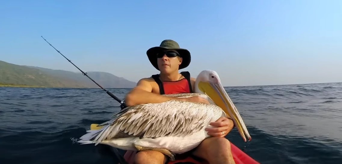 Man Saved Orphaned Pelican And Taught Him How To Fly And Swim