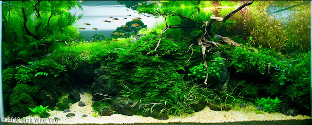 aquascape nature style