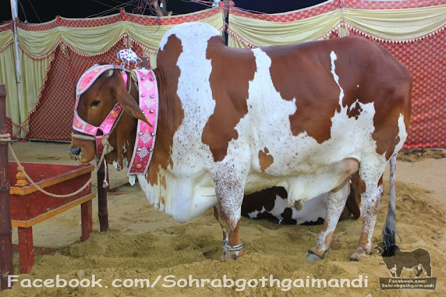 Sameer Cattle Farm 2013