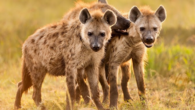 Carnívoros que comem animais vivos (Hienas)