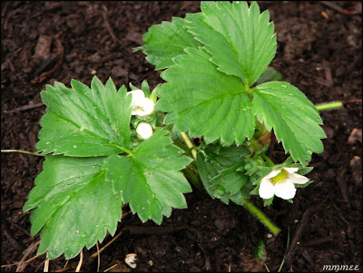 Planting Strawberries