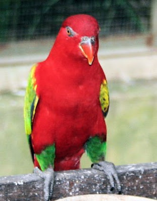 Chattering Lory Bird Pictures