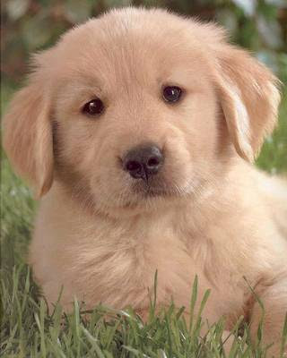 golden retriever puppy playing. Golden Retriever - The hunting