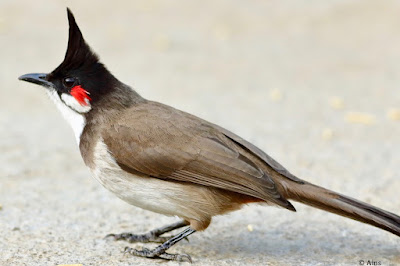 "Red-whiskered Bulbul - Pycnonotus jocosus, perched on the garden floor searching fot tit-bits."