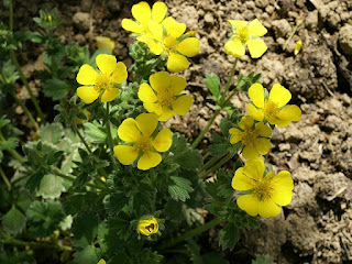 Potentille à grandes fleurs - Potentilla megalantha