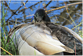 sleepy mallard duck