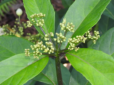 華八仙的花序